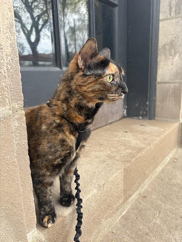 Cinderella, Adoptable, Adult Female Domestic Short Hair.