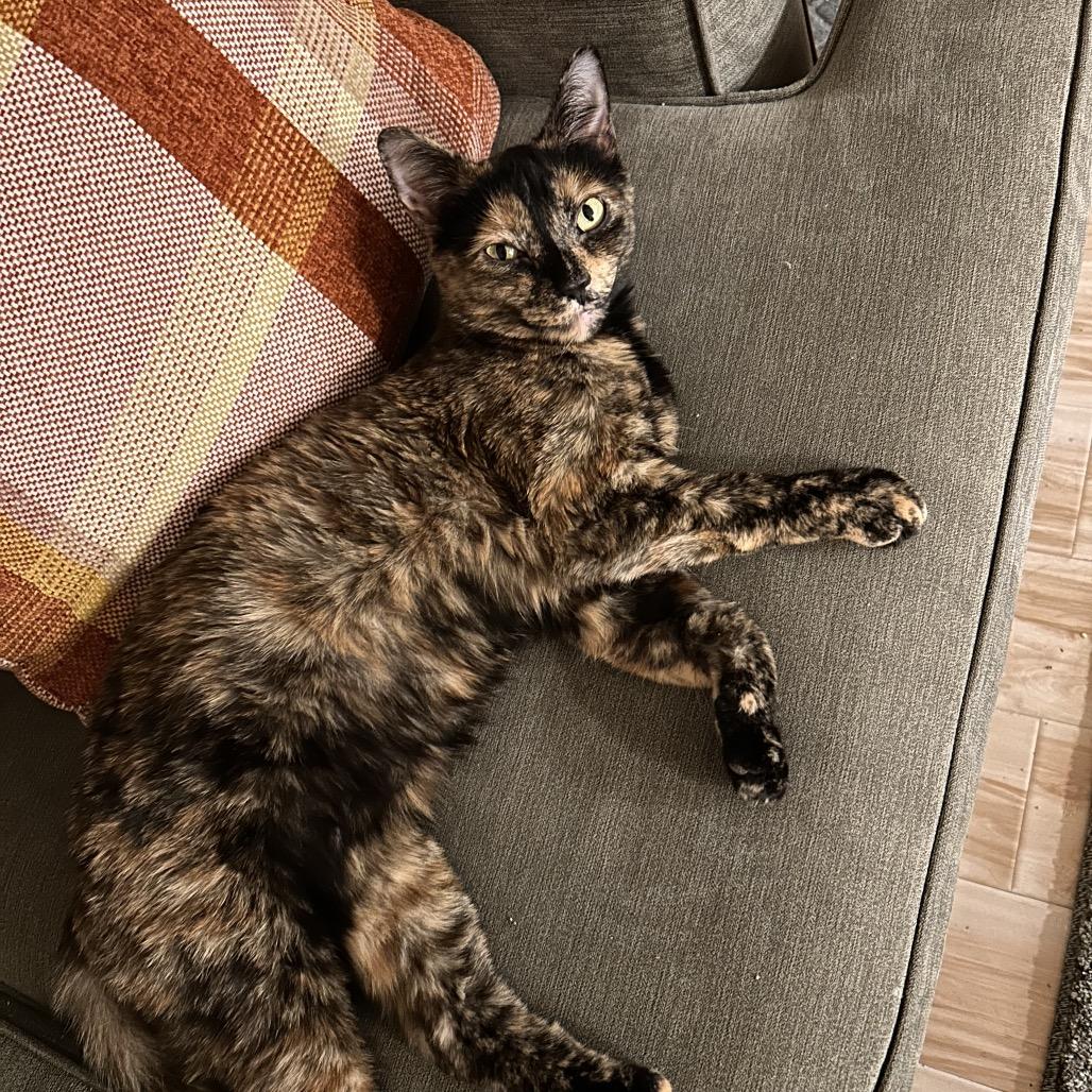 Cinderella, a Adoptable Domestic Short Hair in Evanston, IL image 2/3