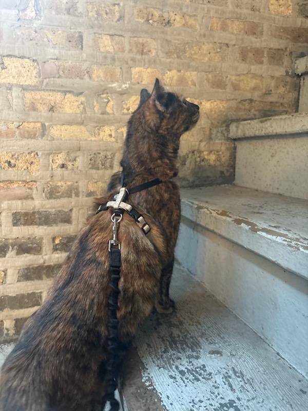 Cinderella, a Adoptable Domestic Short Hair in Evanston, IL image 5/6