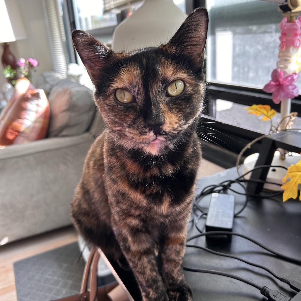 Cinderella, a Adoptable Domestic Short Hair in Evanston, IL image 3/3