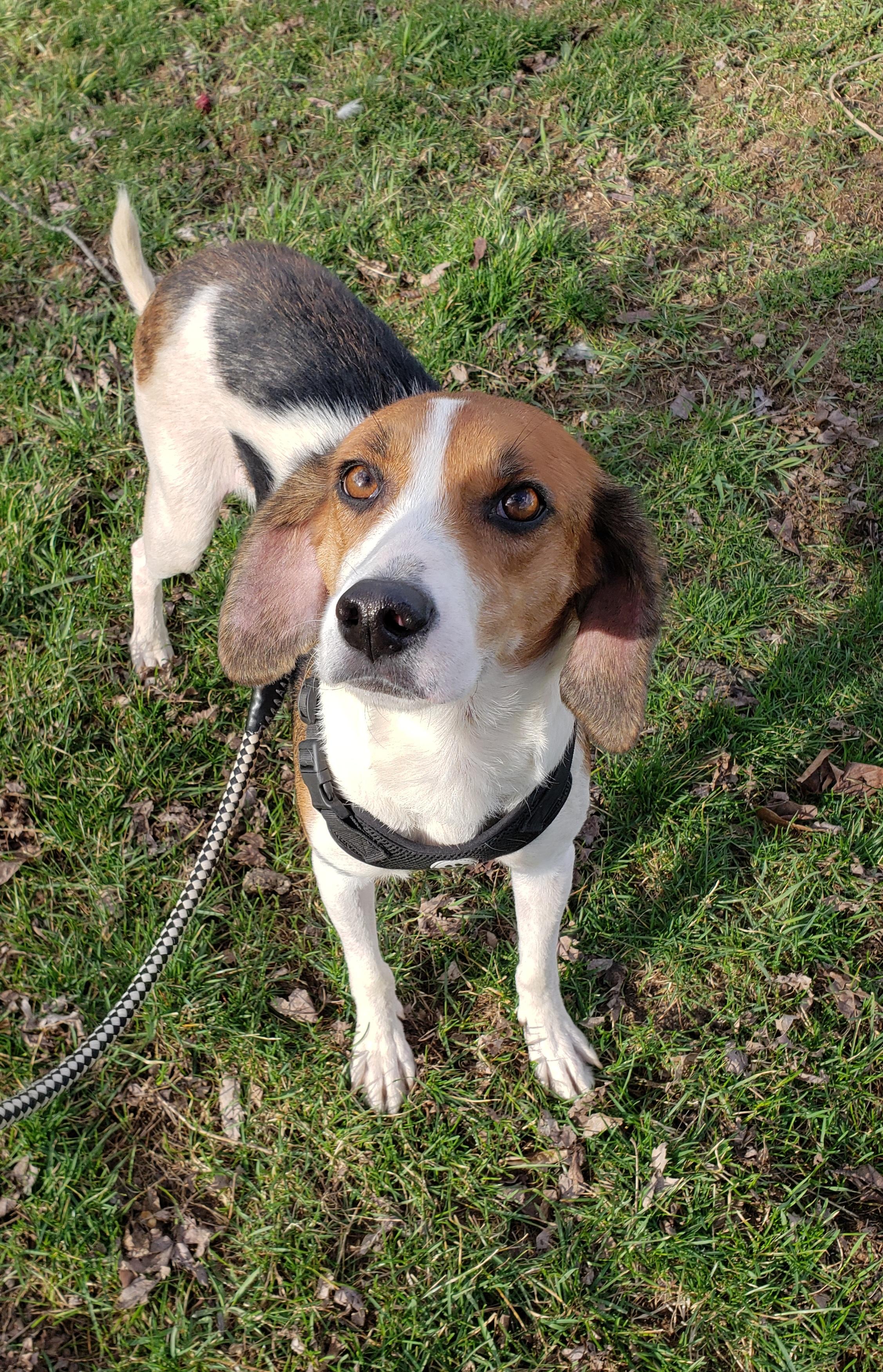 Enlarge Dolly Rae, a ADOPTABLE mixed breed in Middlebury, IN image 1/1