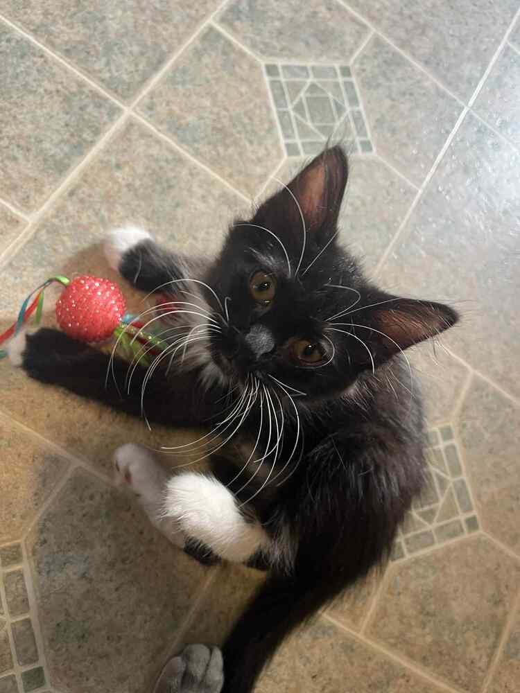 Peter Pan, Adoptable, Kitten Male Domestic Medium Hair.