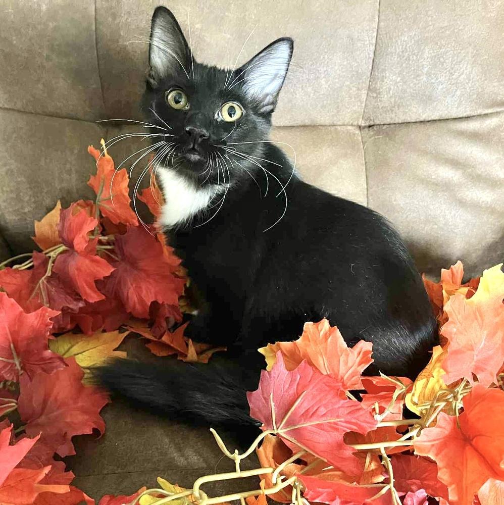 Enlarge Peter Pan, a Adoptable Domestic Medium Hair in Wolcott, CT image 4/6