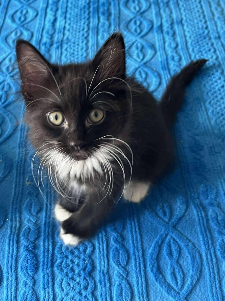 Enlarge Peter Pan, a Adoptable Domestic Medium Hair in Wolcott, CT image 5/6