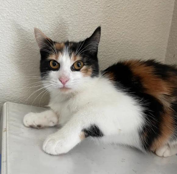 Xena, an adoptable Domestic Short Hair in Hillsboro, OR, 97006 | Photo Image 1