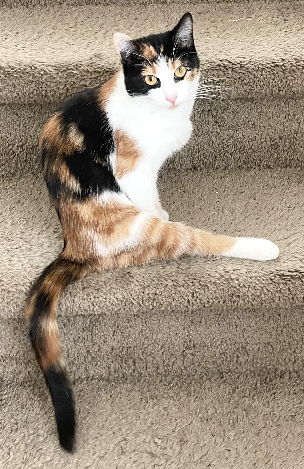 Xena, an adoptable Domestic Short Hair in Hillsboro, OR, 97006 | Photo Image 2