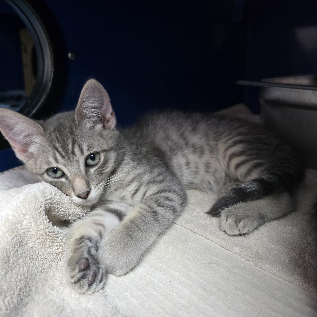 Neon, Adoptable, Kitten Male Domestic Short Hair.