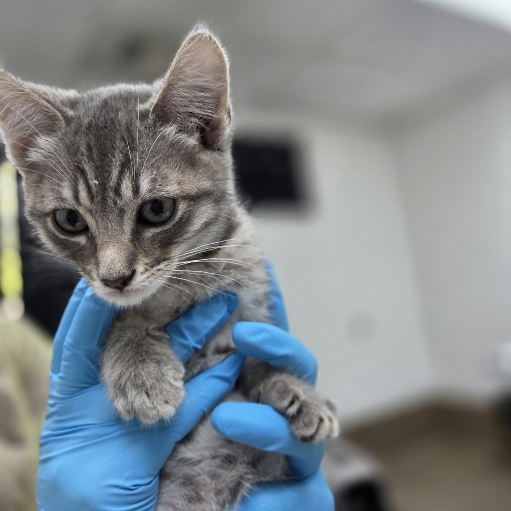 Enlarge Neon, a Adoptable Domestic Short Hair in Incline Village, NV image 1/1