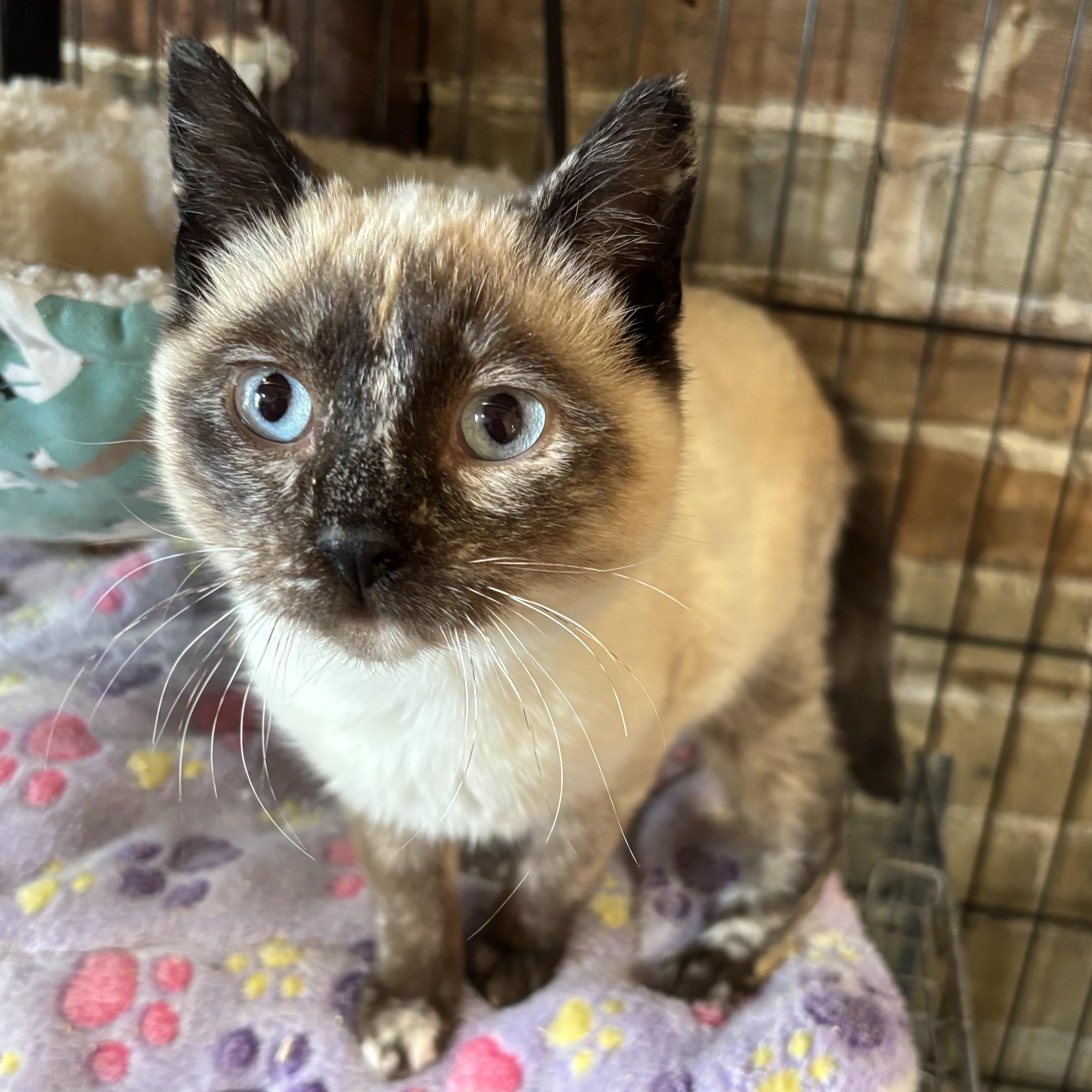 Bookmark, PENDING ADOPTION, an adoption pending mixed breed in Fair Haven, VT image 2/2