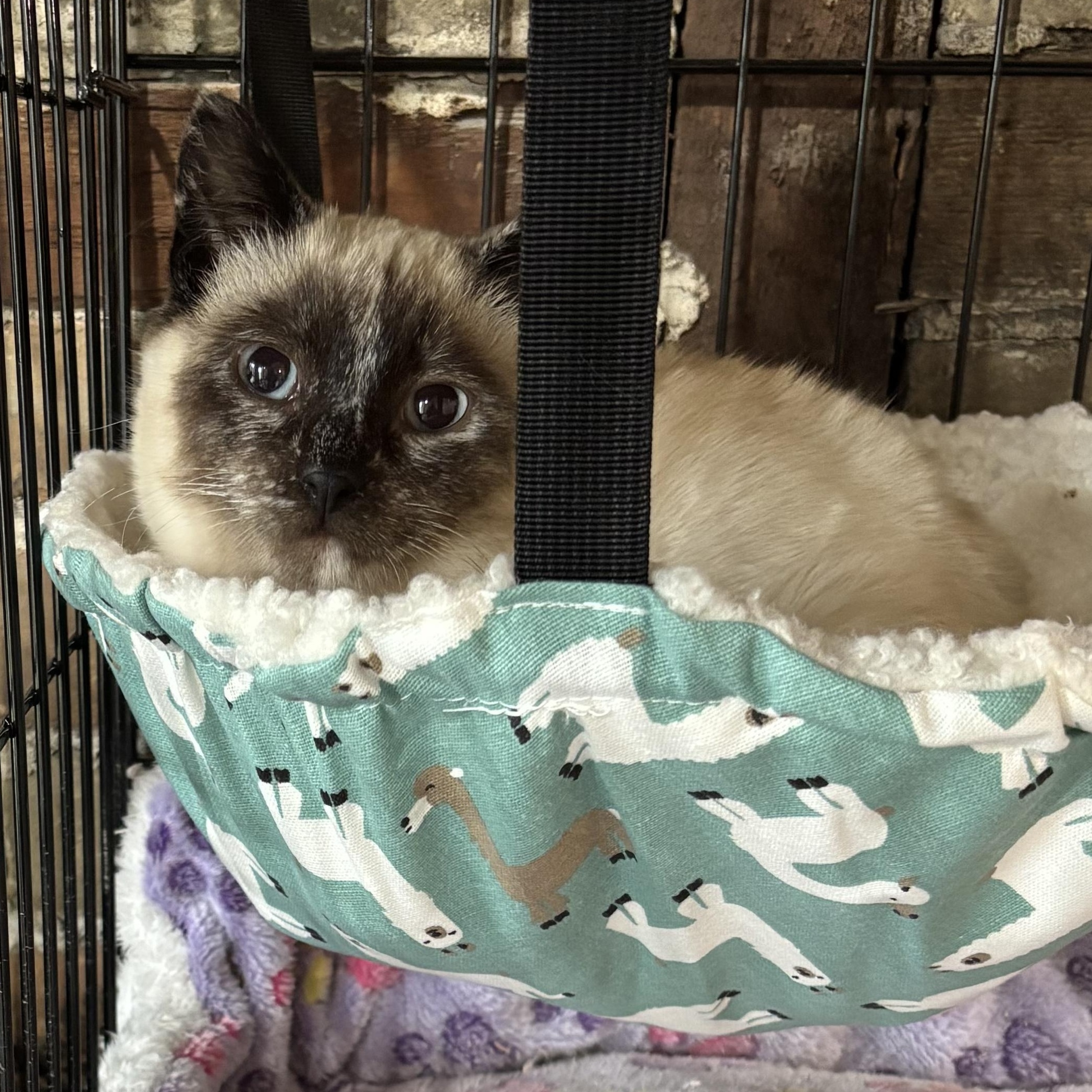 Bookmark, adopted, Kitten Female Domestic Short Hair & Siamese.