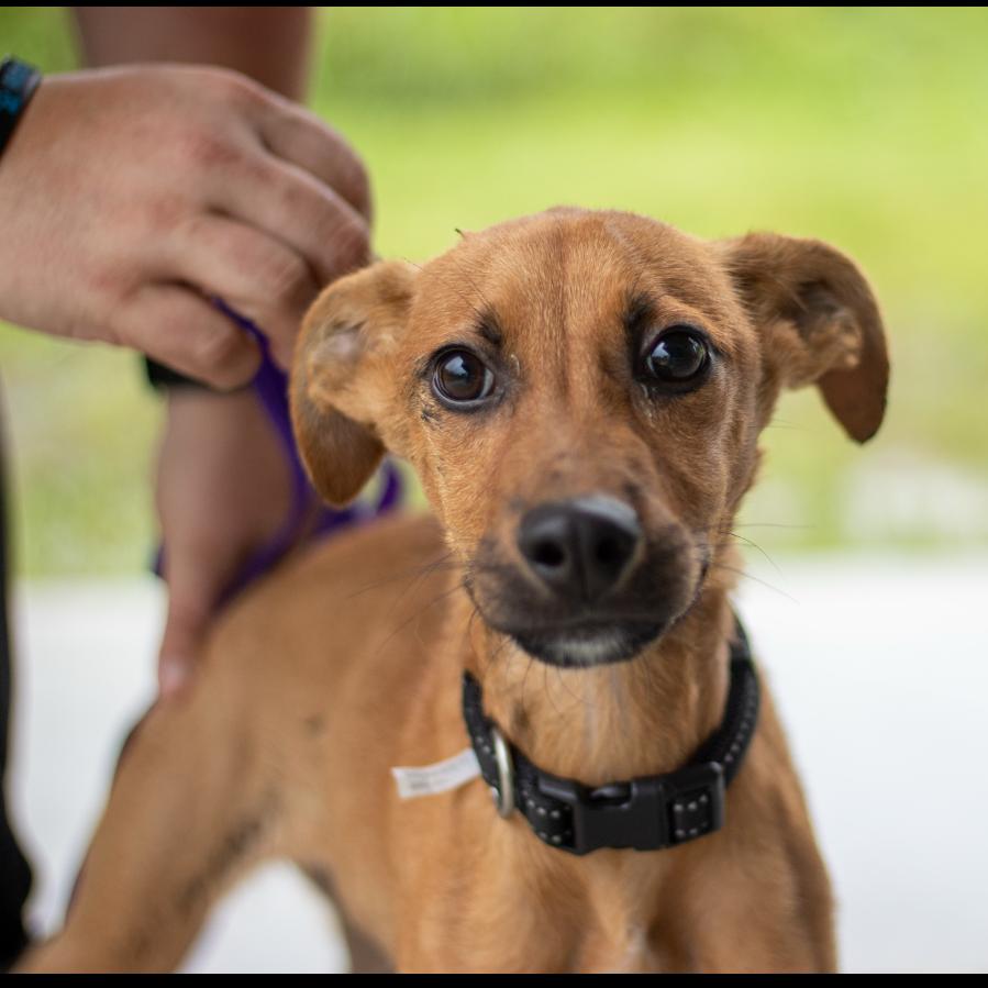 Lucky, Adoptable, Young Female Mixed Breed & Mixed Breed.