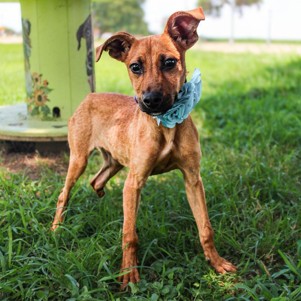 Lucky, a Adoptable mixed breed in Lake Jackson, TX image 2/5