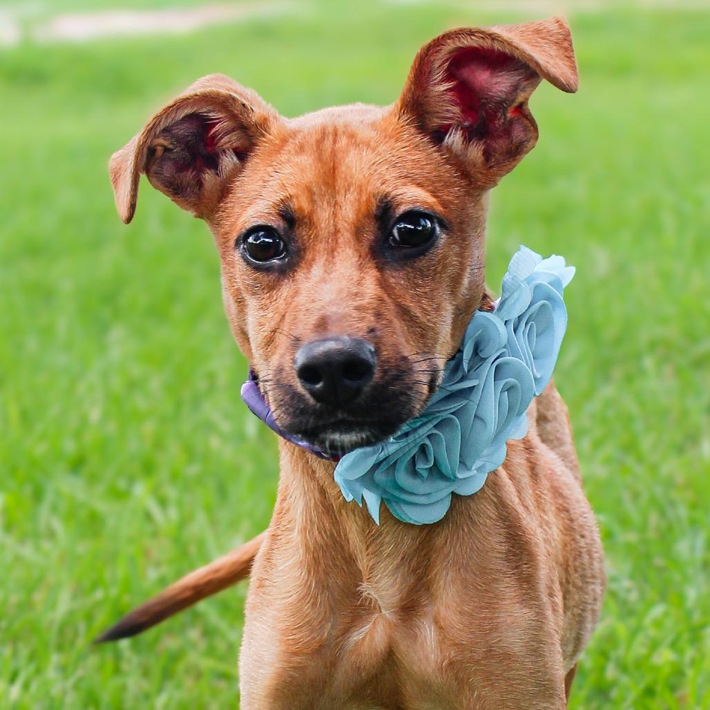 Lucky, a Adoptable mixed breed in Lake Jackson, TX image 3/5