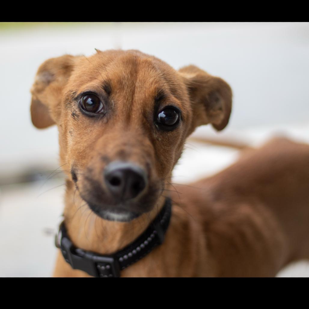 Lucky, a Adoptable mixed breed in Lake Jackson, TX image 4/5