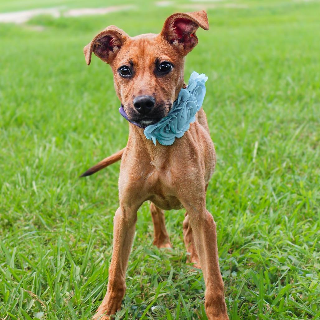 Lucky, a Adoptable mixed breed in Lake Jackson, TX image 5/5