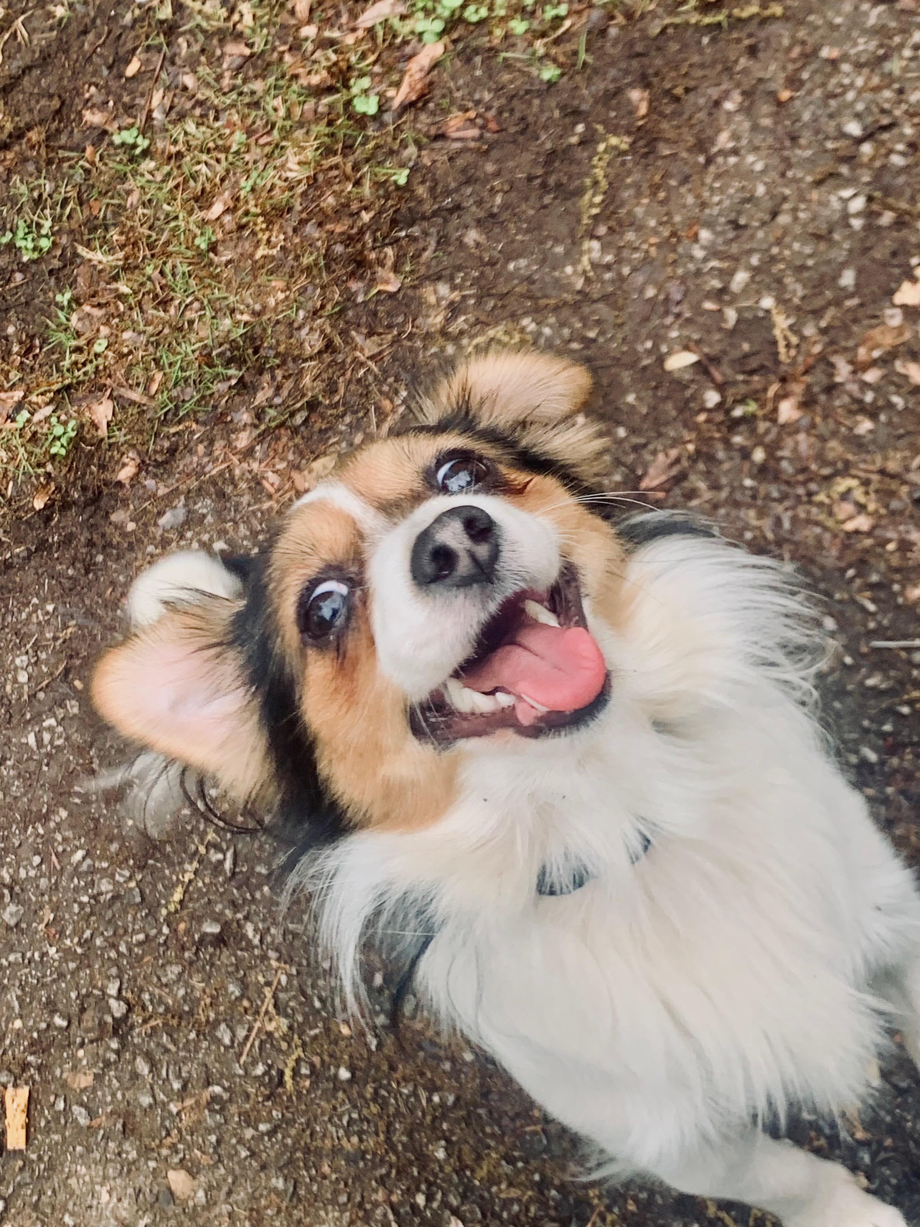 ROLLO, adopted, Young Male Papillon.