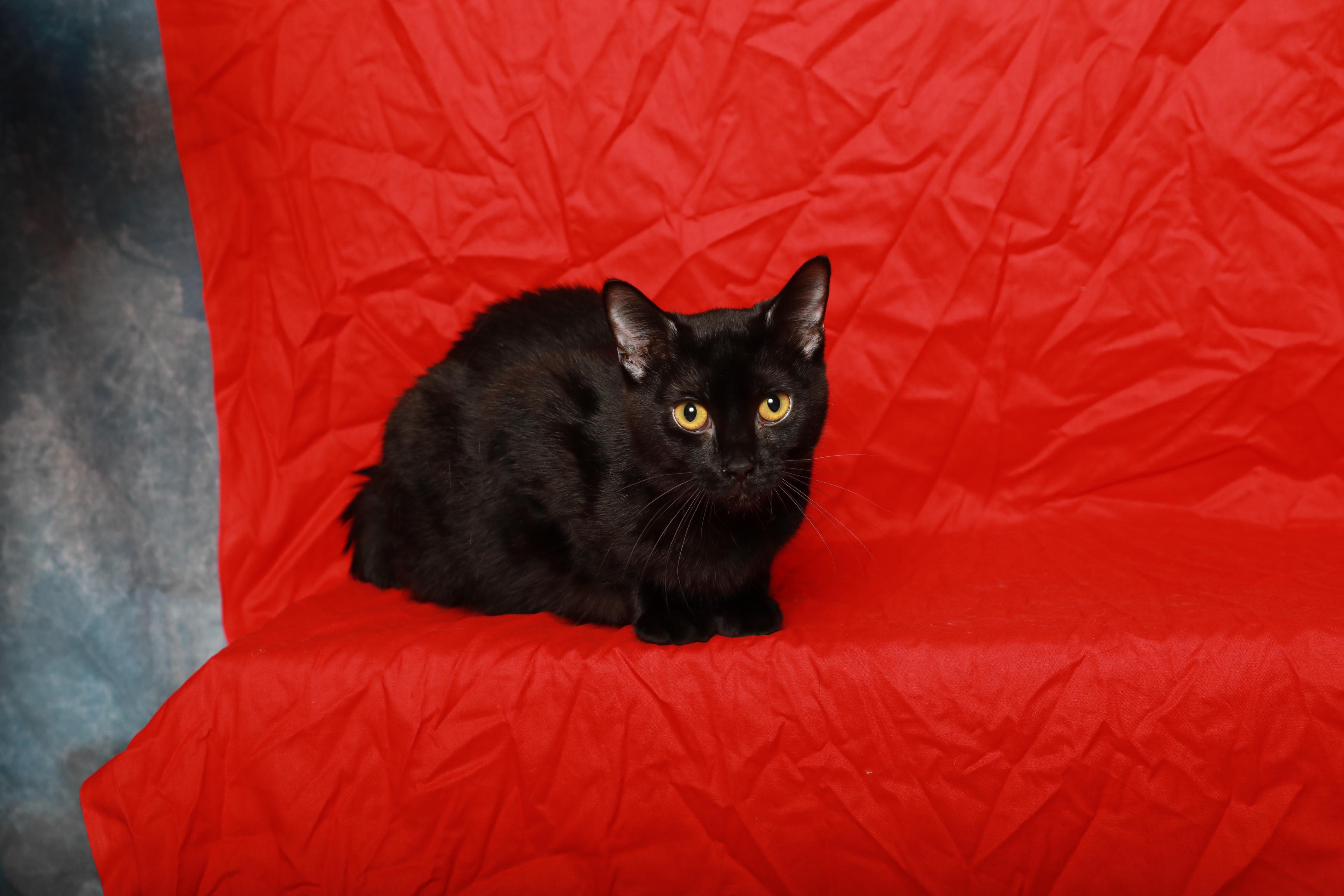 Enlarge Vanta, an adoptable Domestic Short Hair in Rock Falls, IL image 4/4