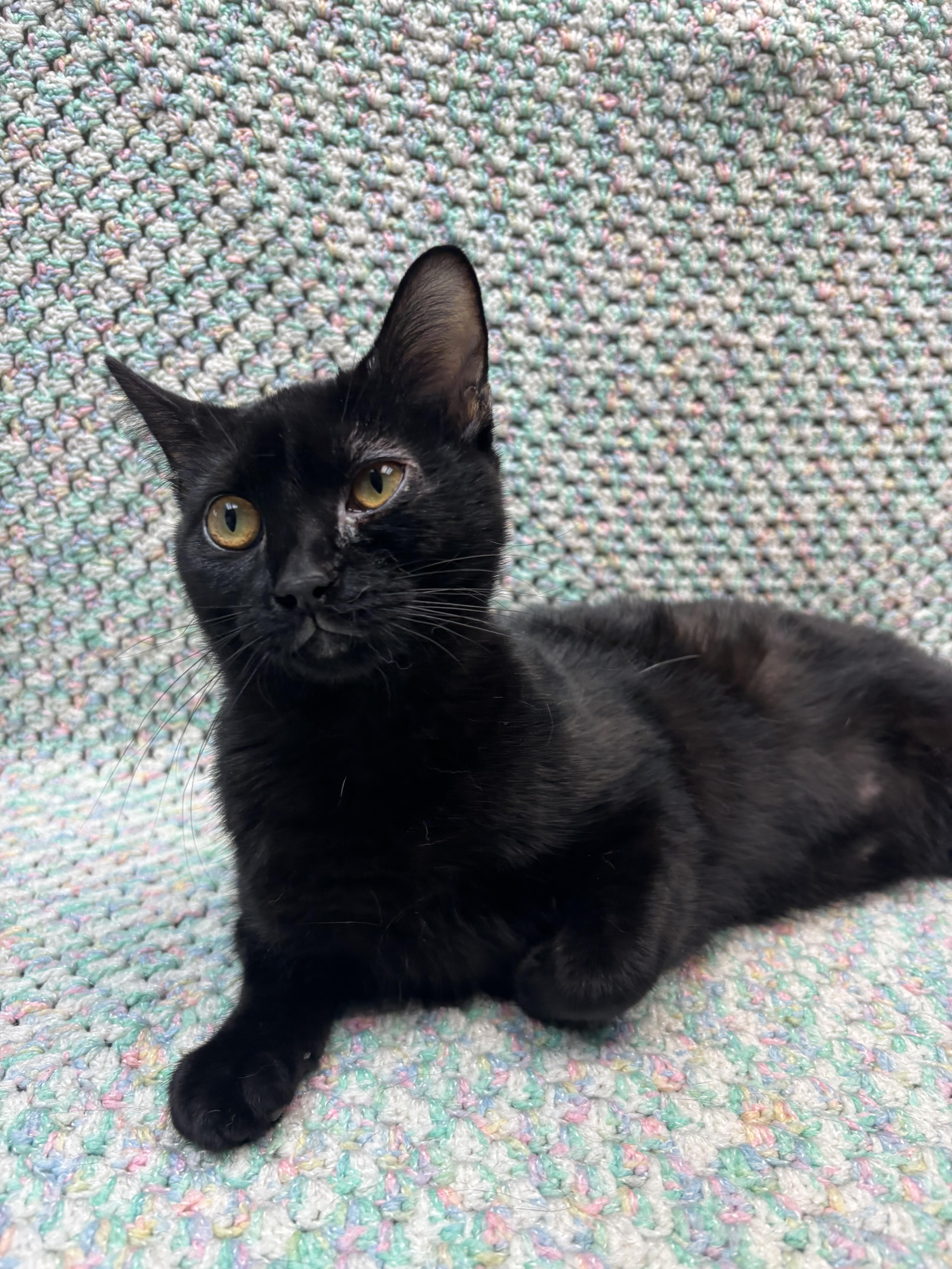 Vanta, adoptable, Kitten Female Domestic Short Hair.