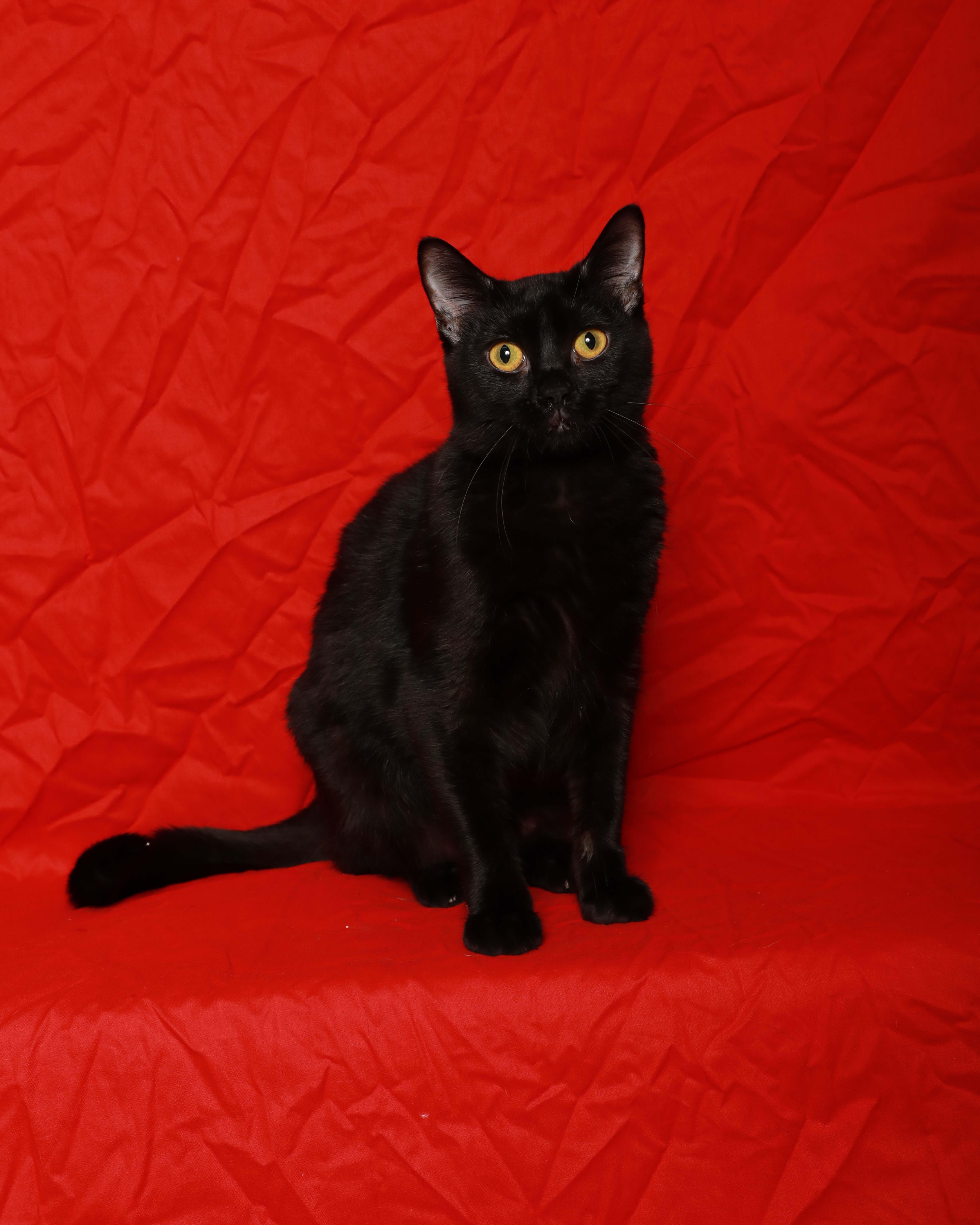 Vanta, adoptable, Kitten Female Domestic Short Hair.