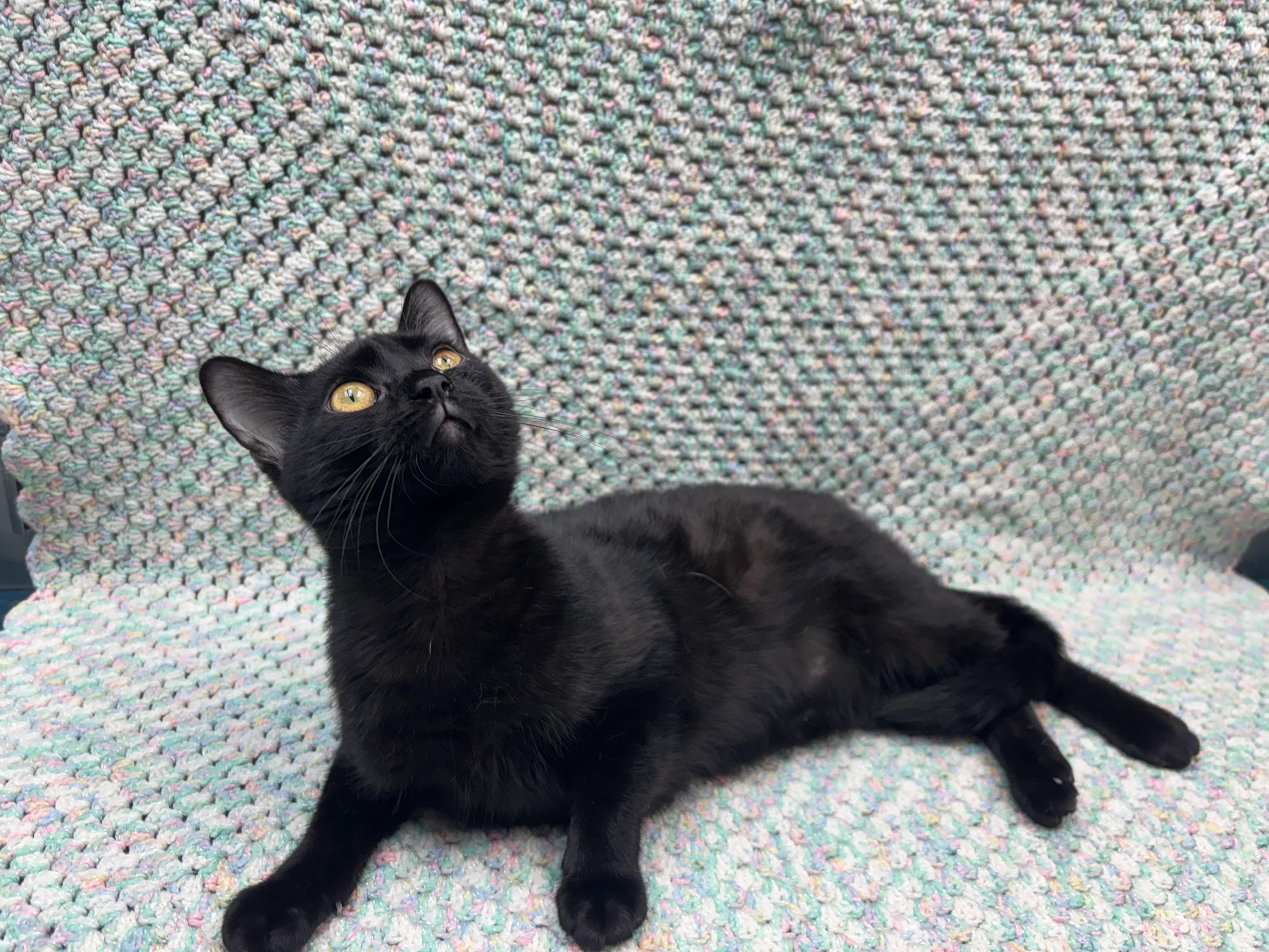 Vanta, an adoptable Domestic Short Hair in Rock Falls, IL image 3/3