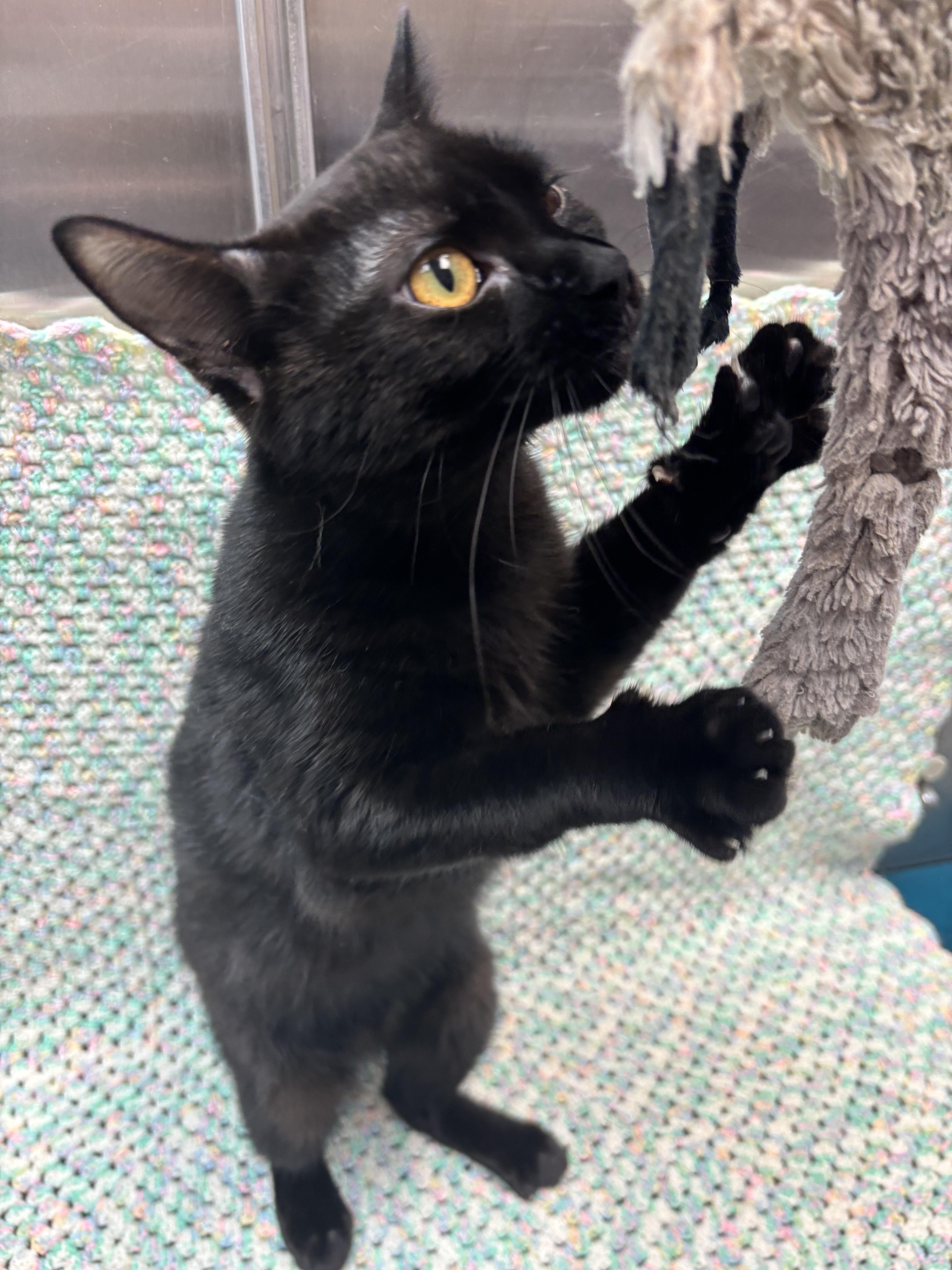 Vanta, an adoptable Domestic Short Hair in Rock Falls, IL image 2/3