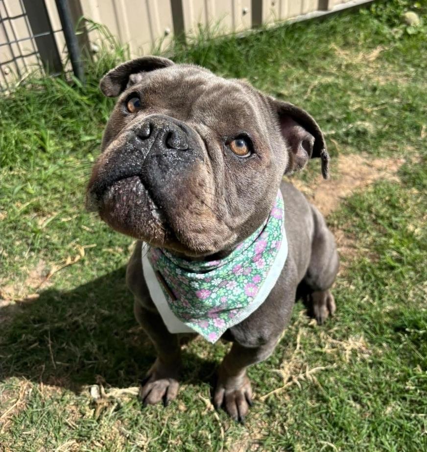 Enlarge Haze, a Adoptable mixed breed in Sedalia, CO image 2/4