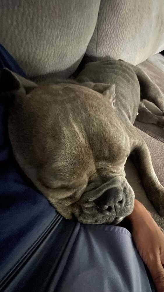 Enlarge Haze, a Adoptable mixed breed in Sedalia, CO image 3/4