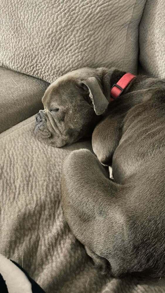 Enlarge Haze, a Adoptable mixed breed in Sedalia, CO image 4/4