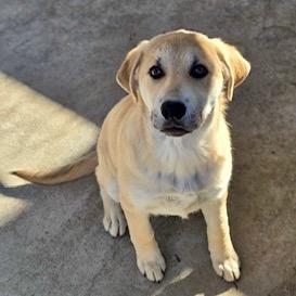 Enlarge Parker, a Adoptable mixed breed in Kokomo, IN image 1/1