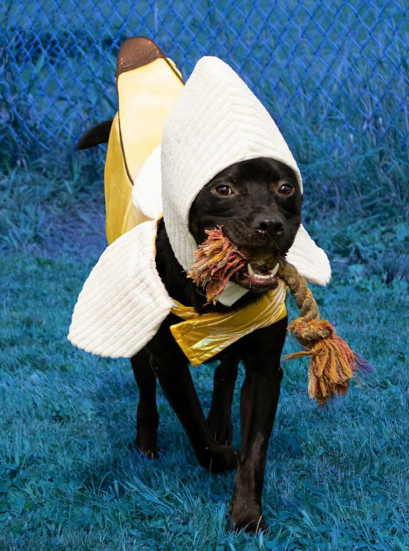 Callahan, Adoptable, Adult Male Pit Bull Terrier & Labrador Retriever.
