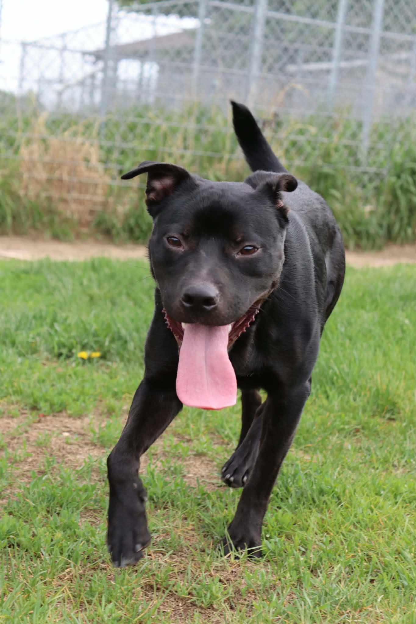 Enlarge Callahan, a Adoptable mixed breed in Austin, MN image 2/3