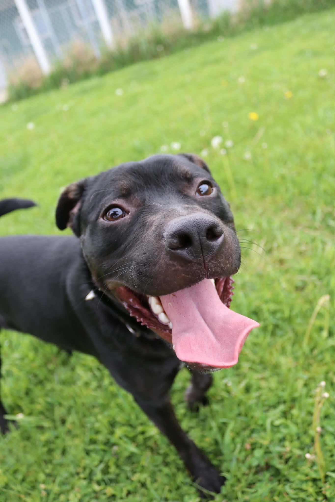 Enlarge Callahan, a Adoptable mixed breed in Austin, MN image 3/3