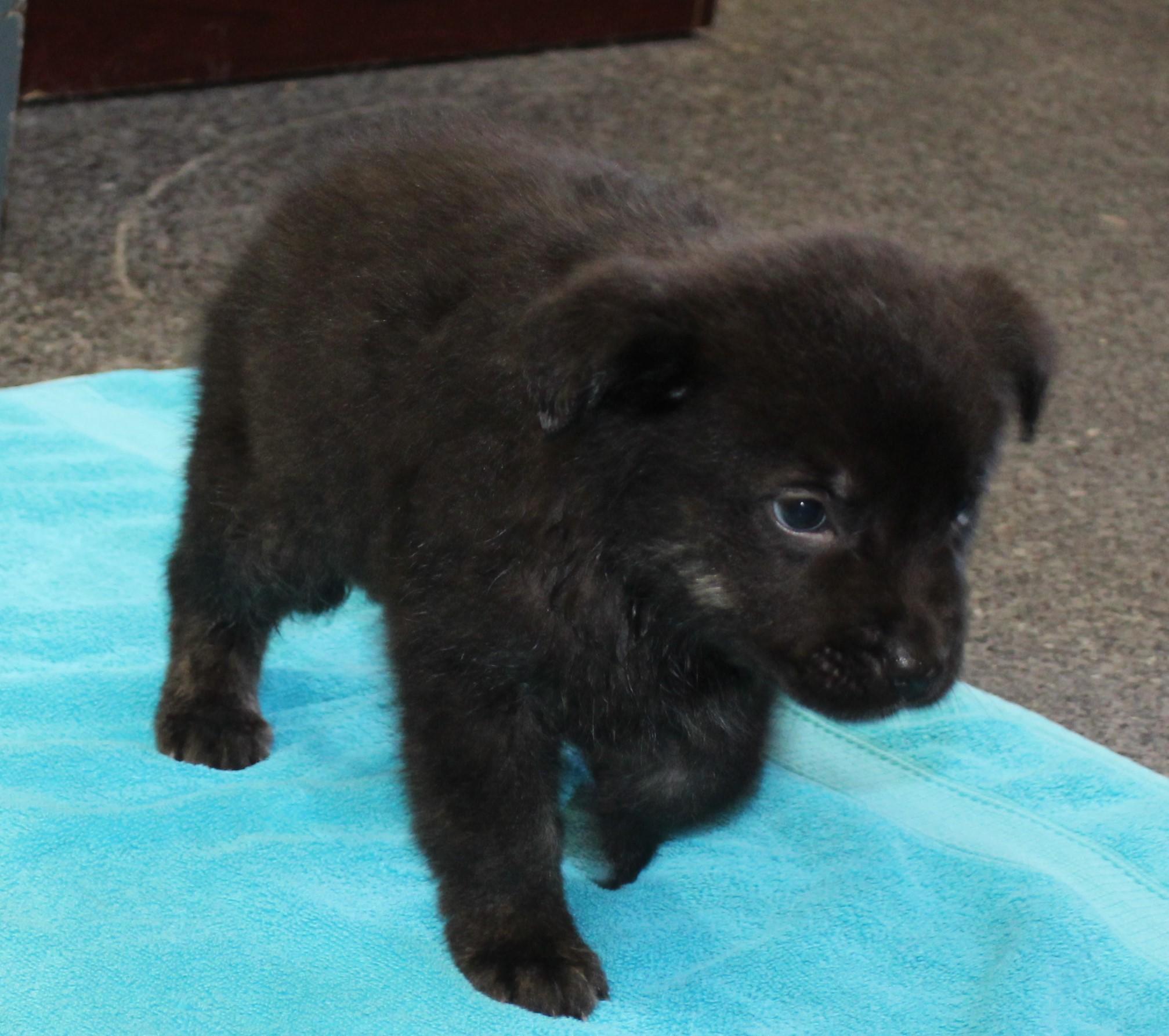 Enlarge Onyx (11550), an adopted mixed breed in Heath, OH image 2/2