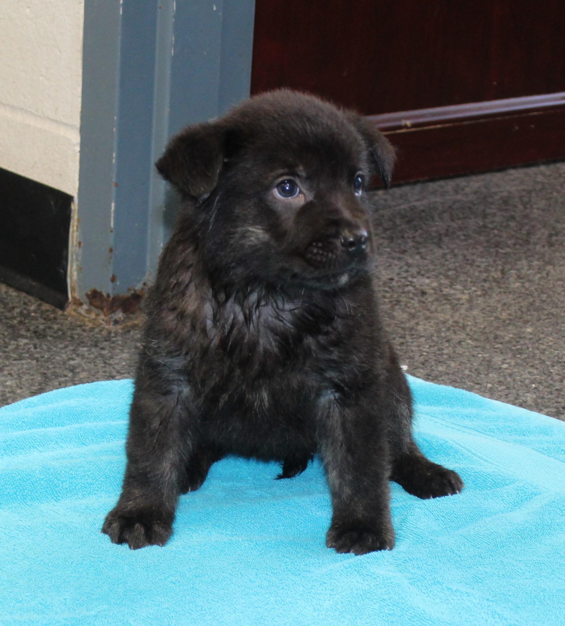Enlarge Onyx (11550), an adopted mixed breed in Heath, OH image 1/2