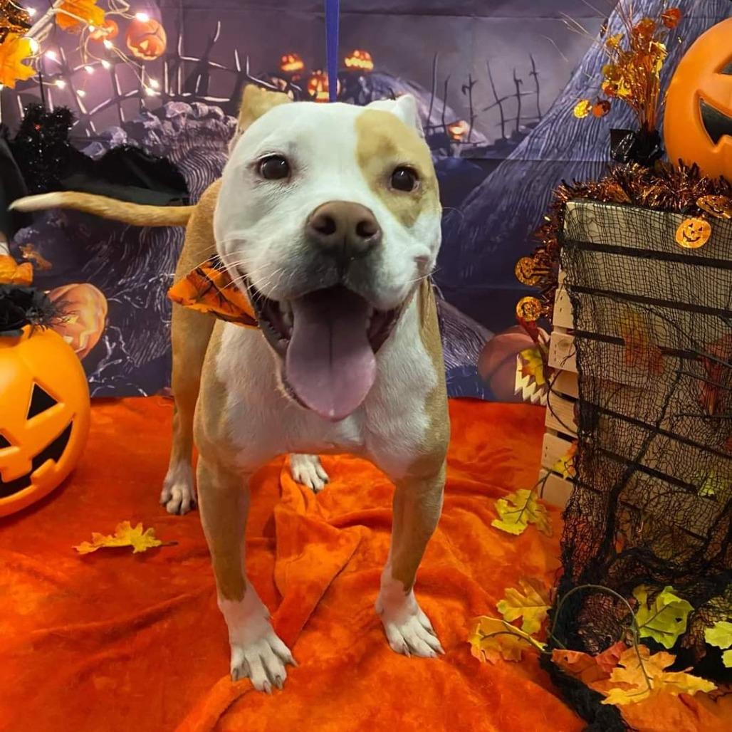 Enlarge Ariel, a Adoptable mixed breed in Morganton, NC image 1/6