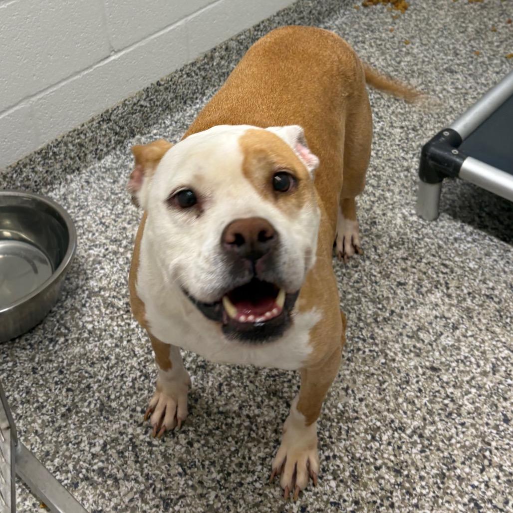 Enlarge Ariel, a Adoptable mixed breed in Morganton, NC image 2/6
