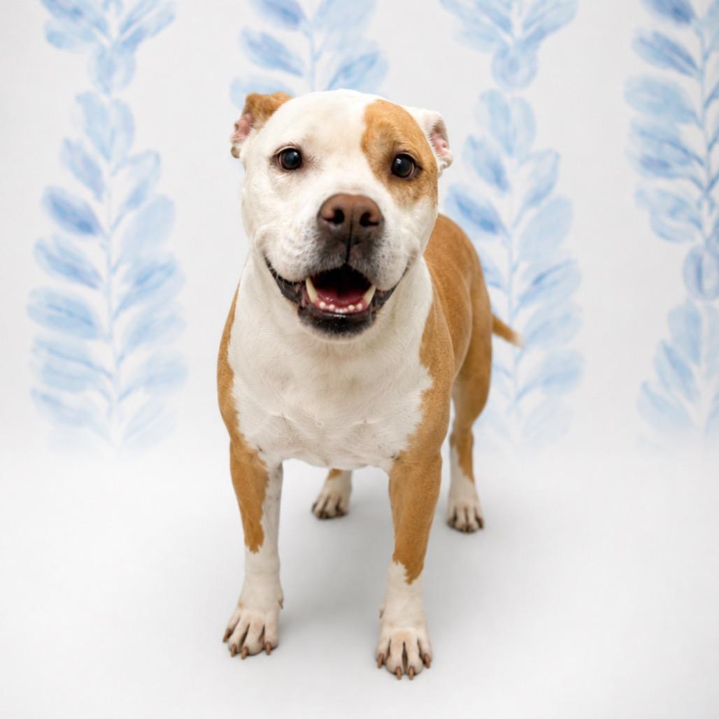 Enlarge Ariel, a Adoptable mixed breed in Morganton, NC image 3/6