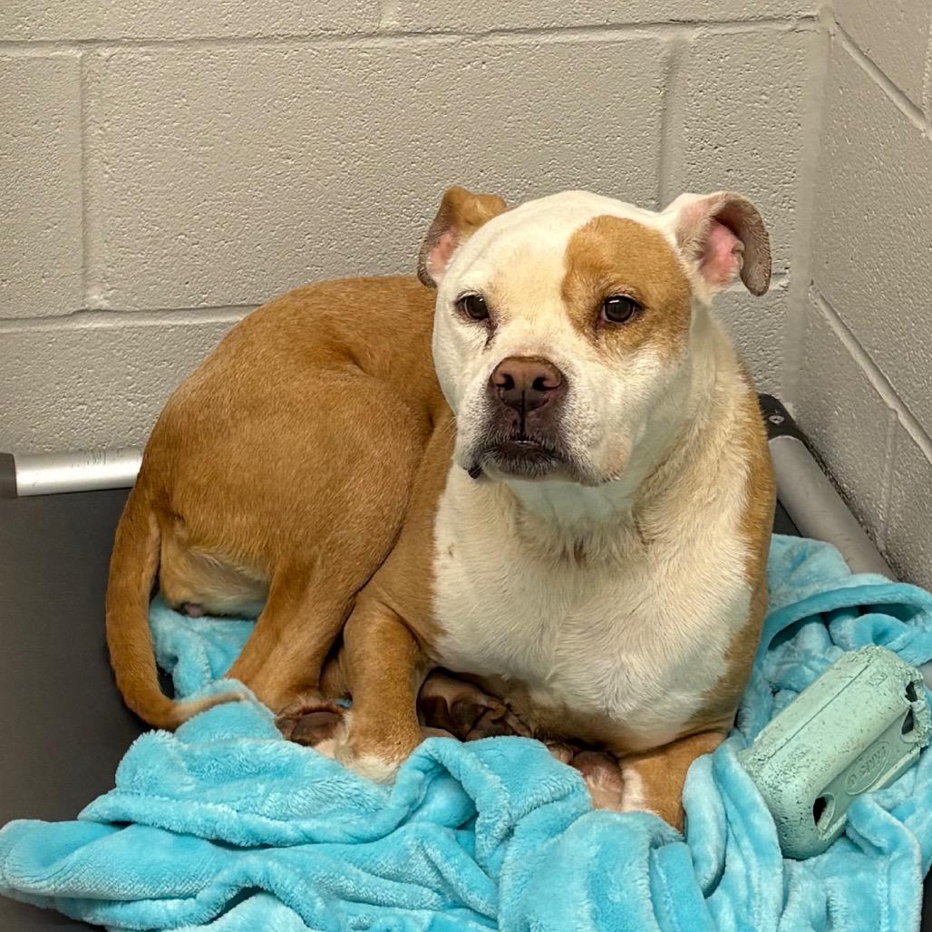 Enlarge Ariel, a Adoptable mixed breed in Morganton, NC image 4/6