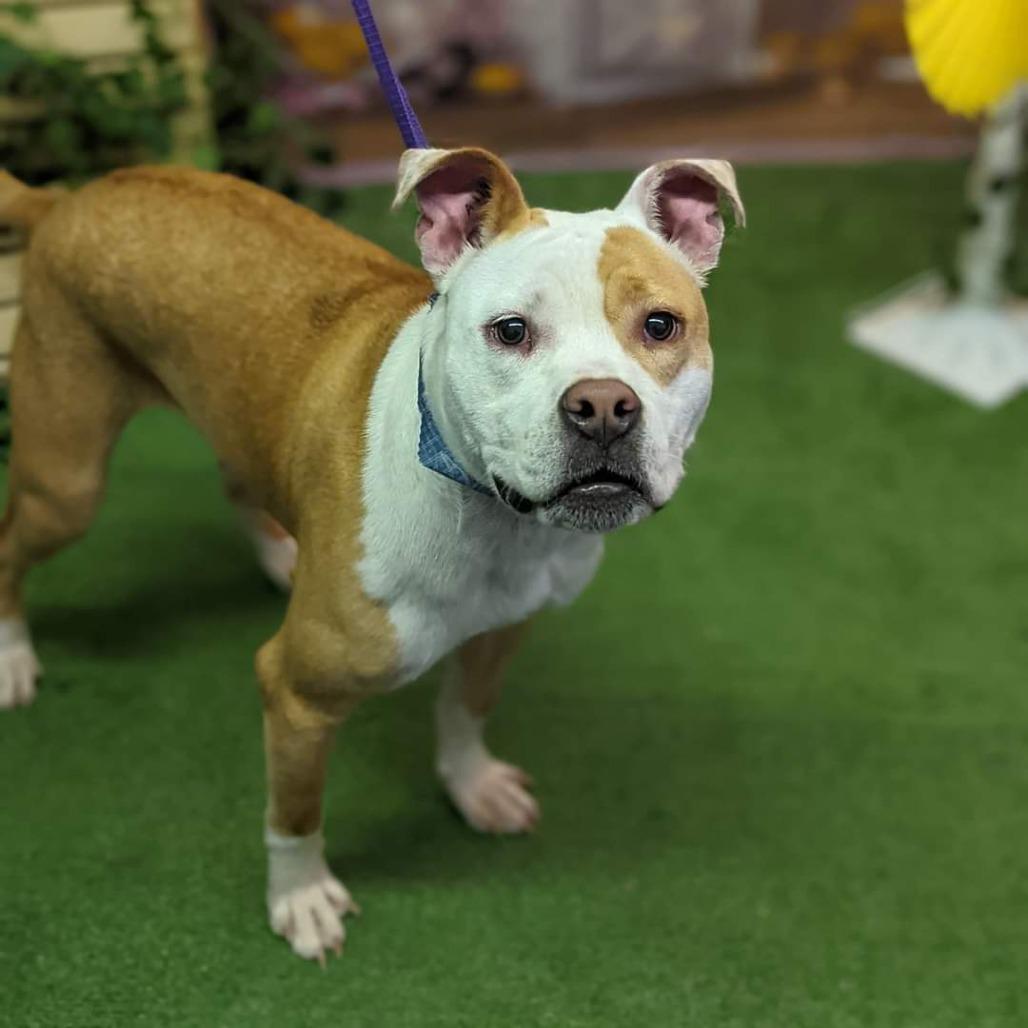 Enlarge Ariel, a Adoptable mixed breed in Morganton, NC image 5/6