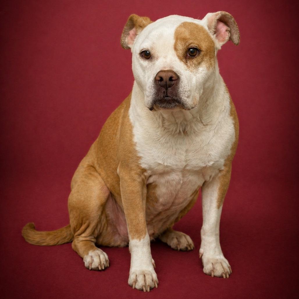 Enlarge Ariel, a Adoptable mixed breed in Morganton, NC image 6/6