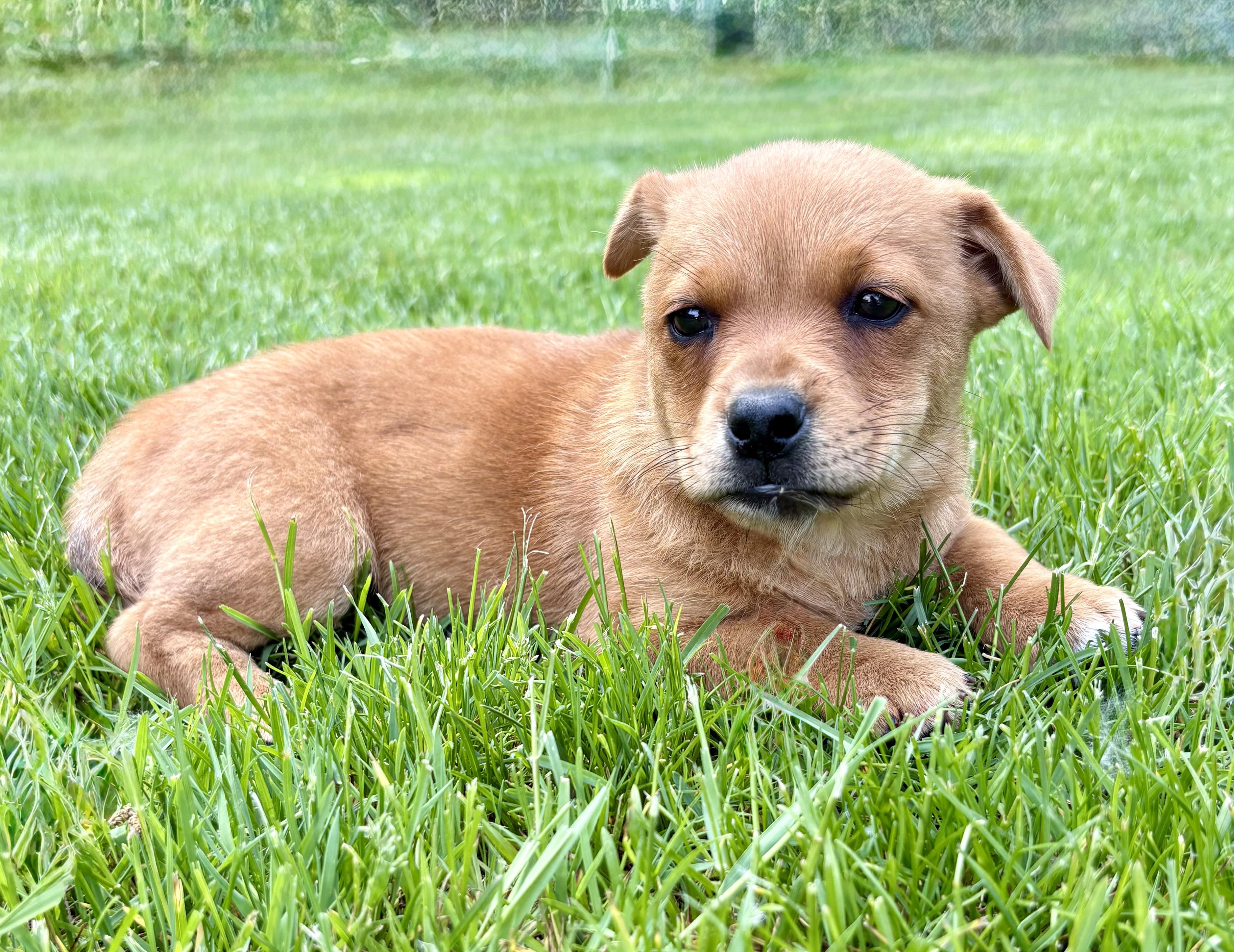 Penny, a ADOPTABLE mixed breed in Chesterfield, MI image 4/4