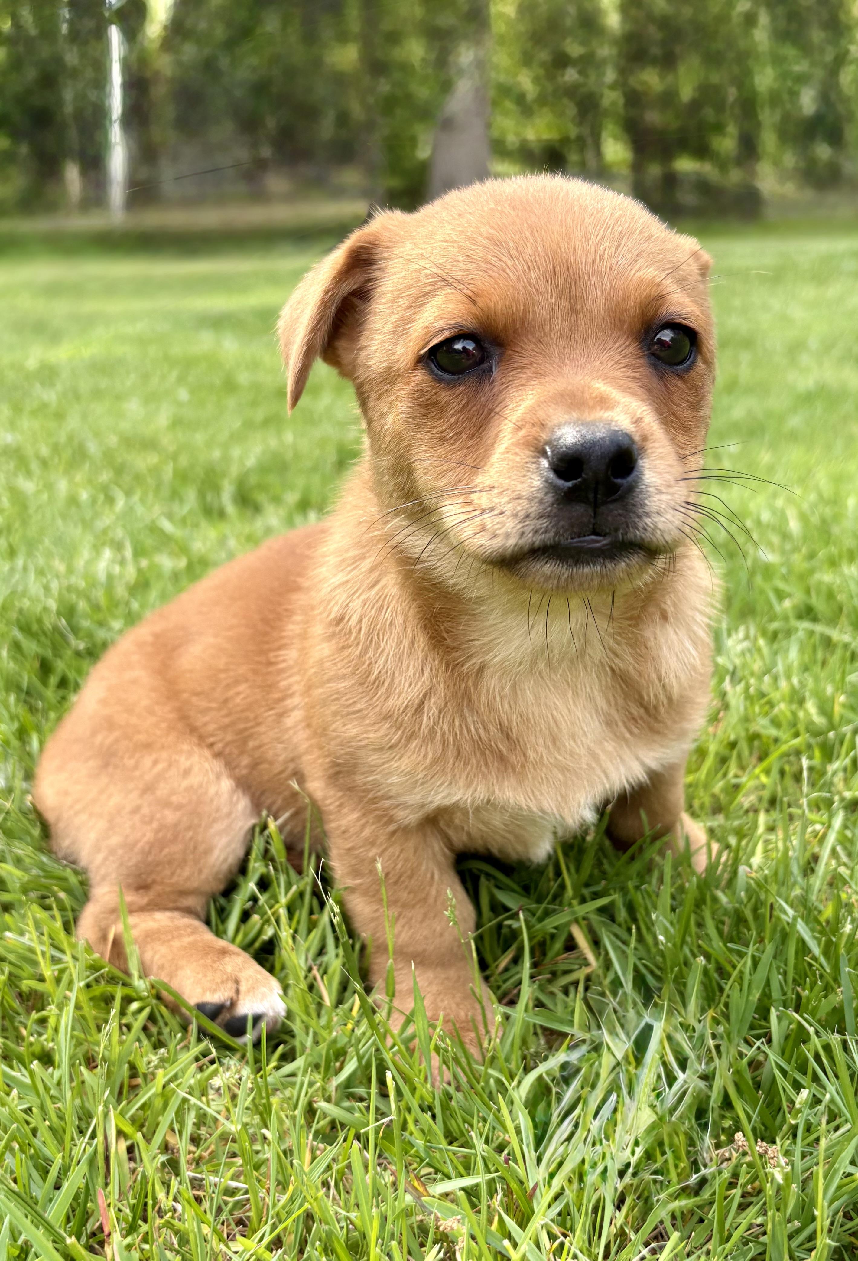 Penny, a ADOPTABLE mixed breed in Chesterfield, MI image 1/4