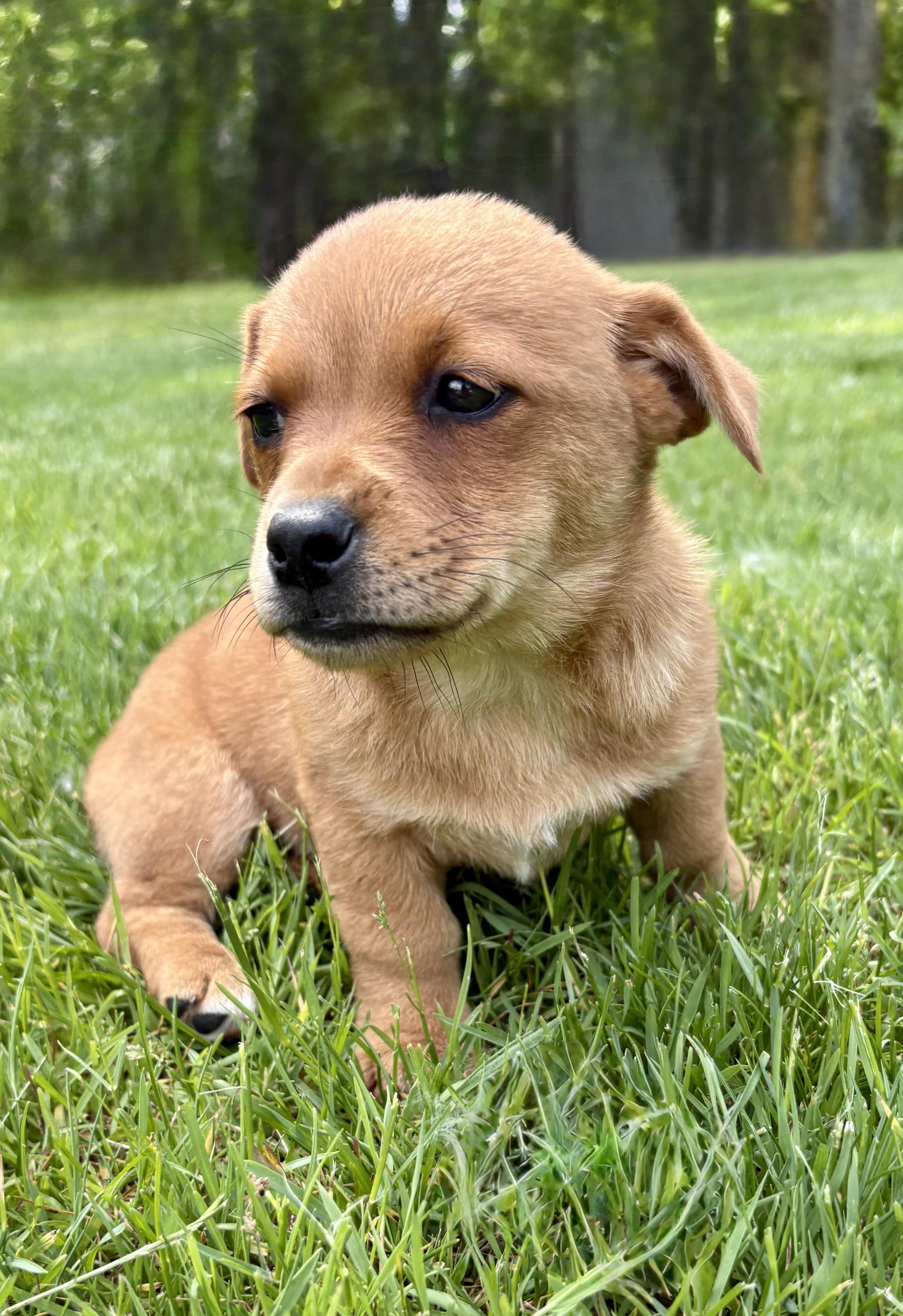 Penny, a ADOPTABLE mixed breed in Chesterfield, MI image 2/4