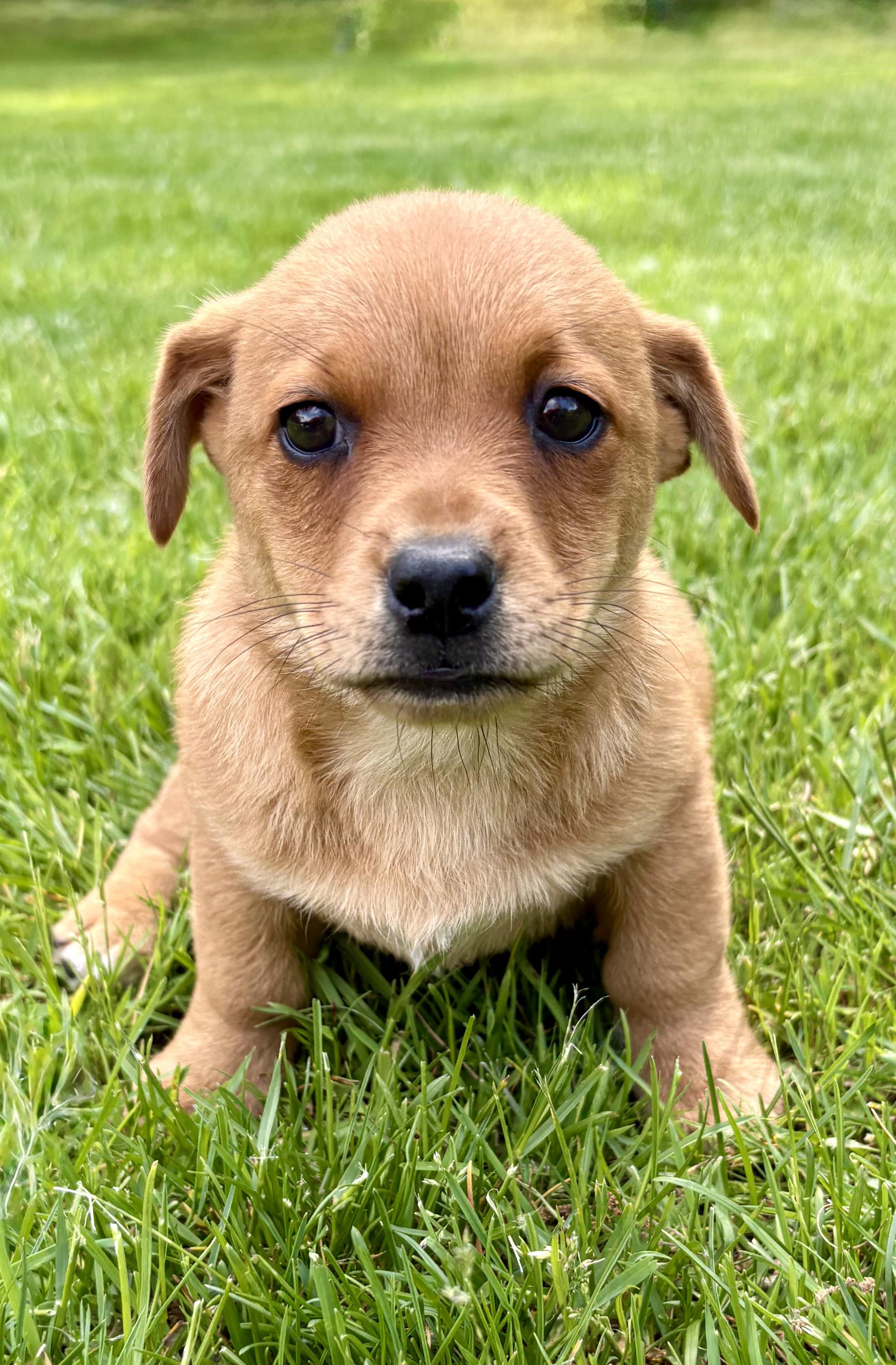 Penny, a ADOPTABLE mixed breed in Chesterfield, MI image 3/4