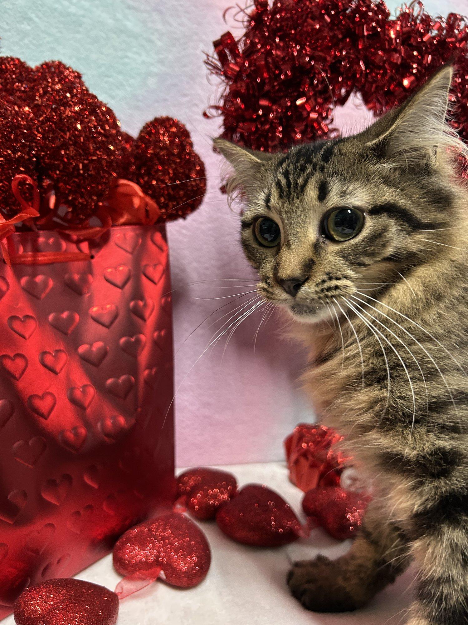 Enlarge BROOKE, a Adoptable Domestic Long Hair in Tillsonburg, ON image 1/5