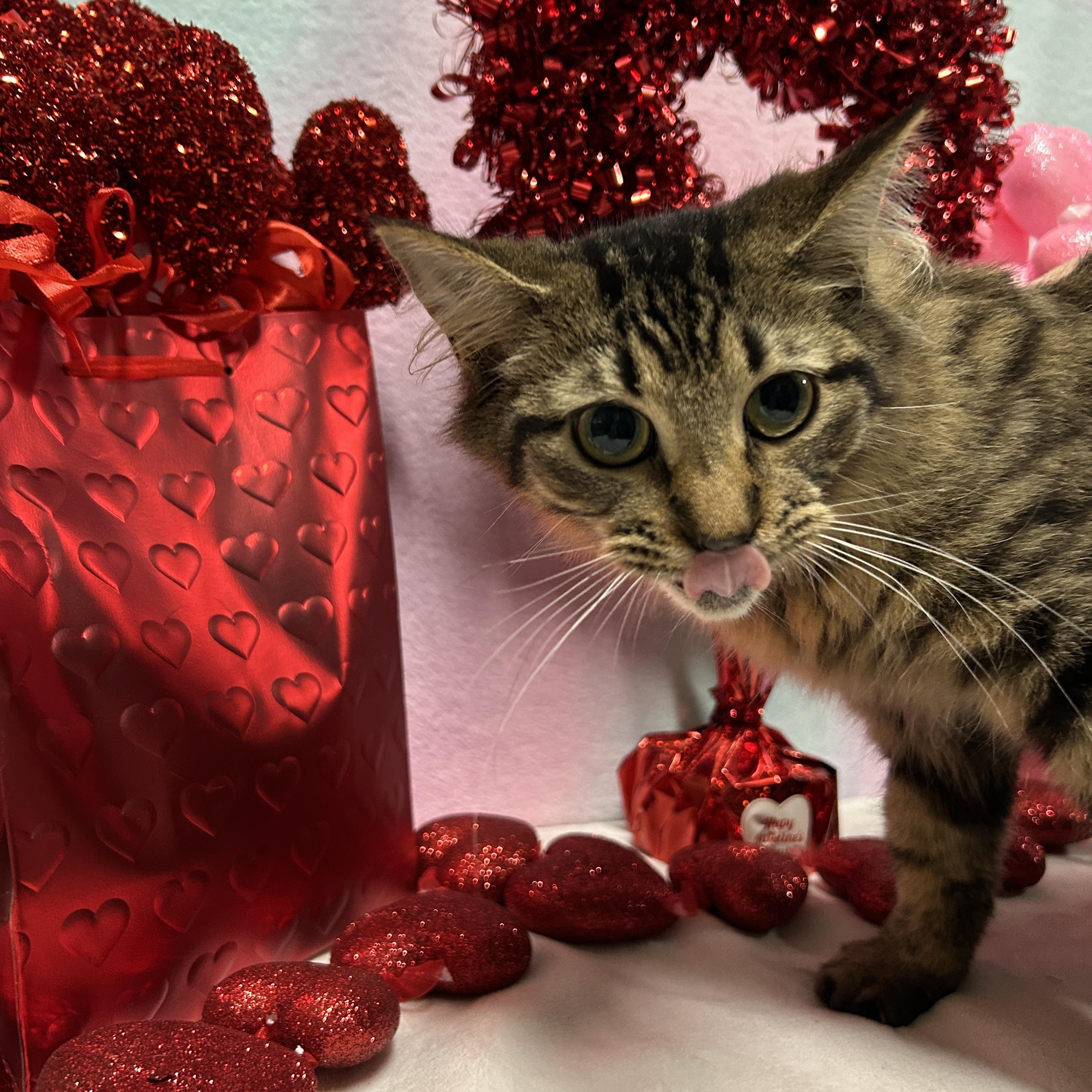 BROOKE, Young Female Domestic Long Hair