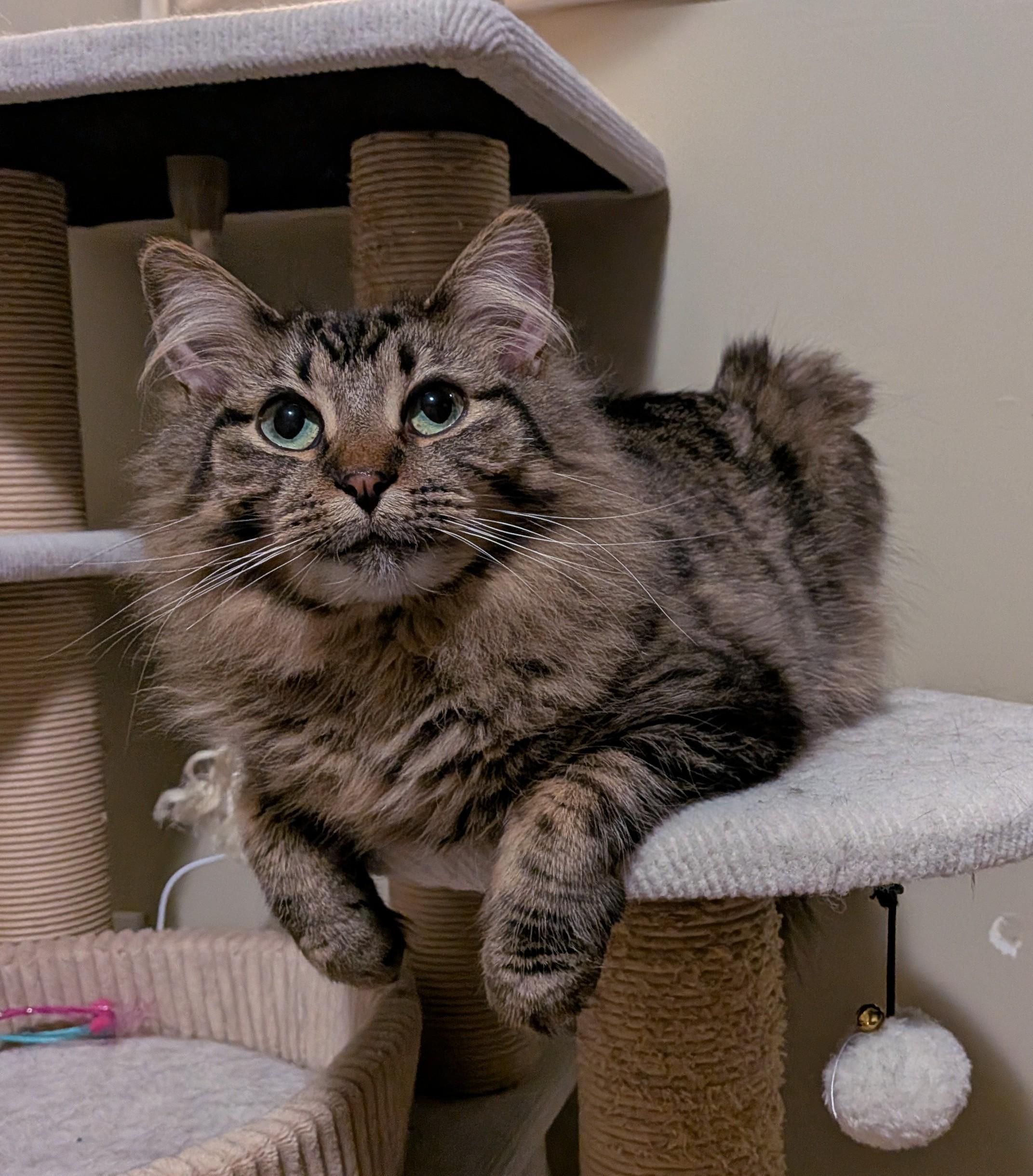 BROOKE, Adoptable, Young Female Domestic Long Hair.