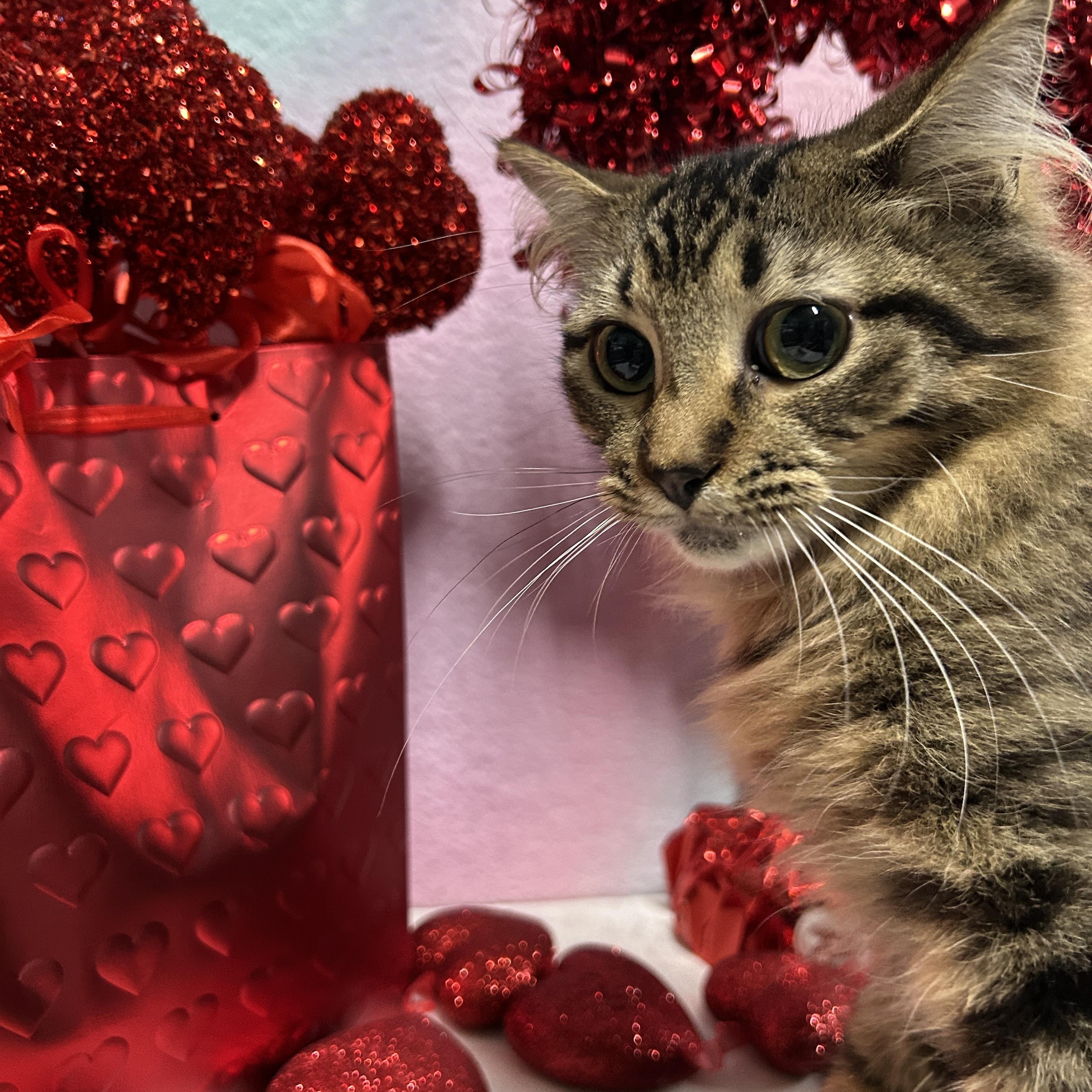 BROOKE, a Adoptable Domestic Long Hair in Tillsonburg, ON image 2/4