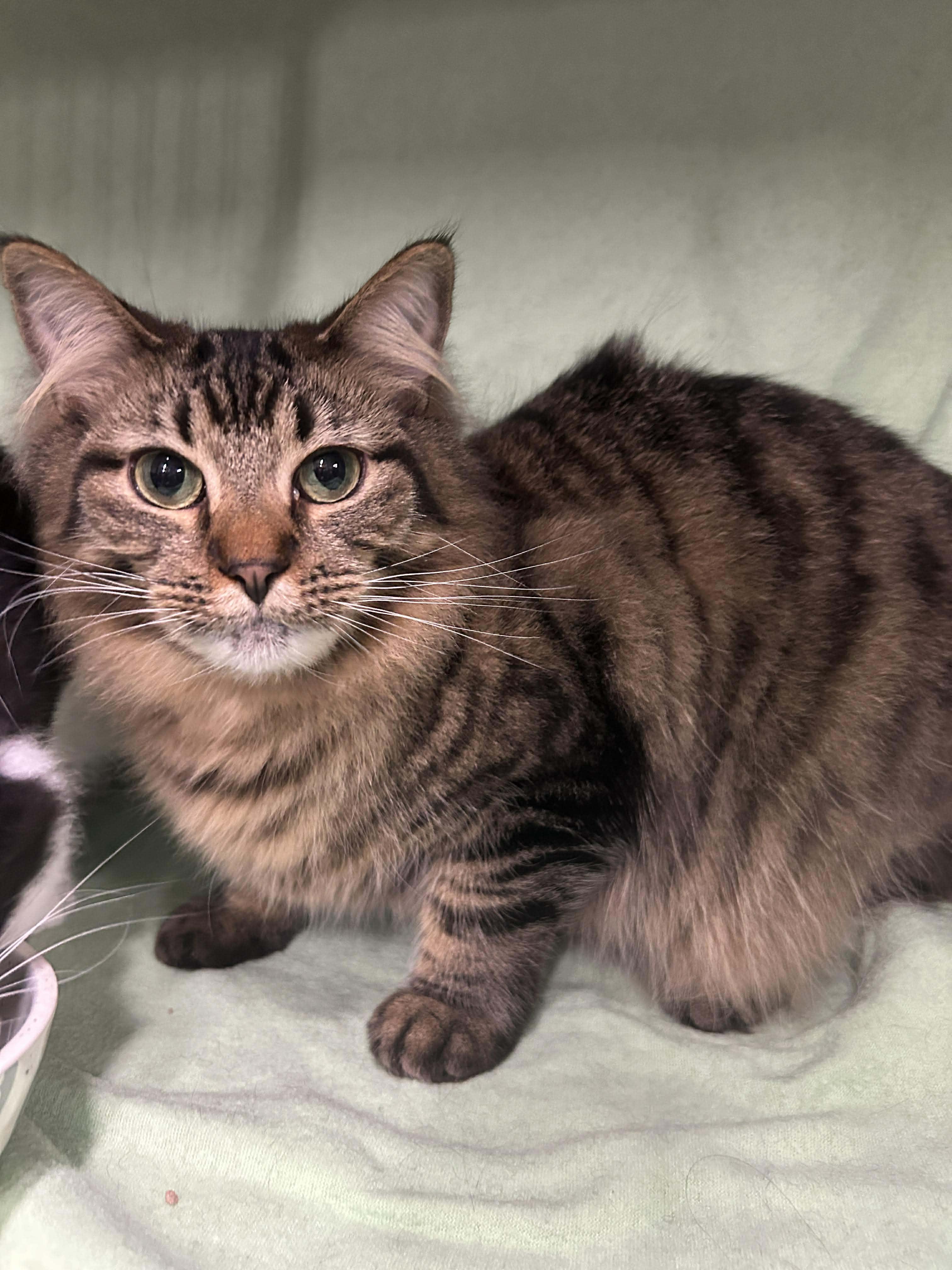 Enlarge BROOKE, a Adoptable Domestic Long Hair in Tillsonburg, ON image 3/5