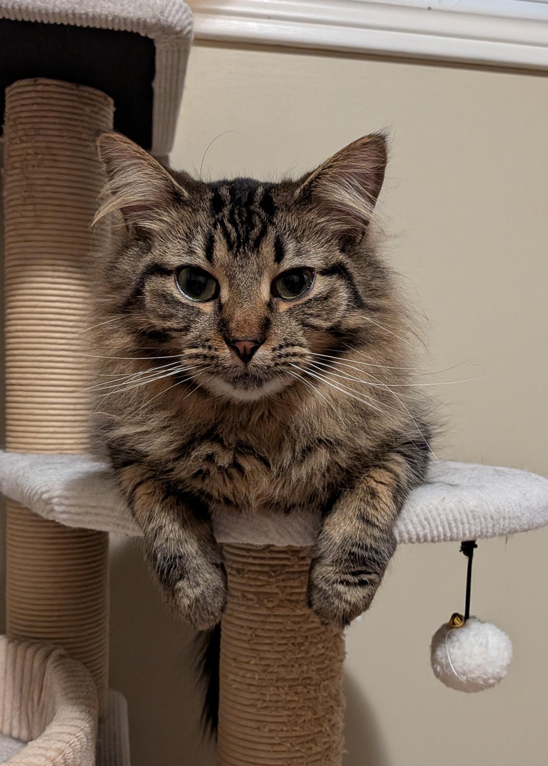 Enlarge BROOKE, a Adoptable Domestic Long Hair in Tillsonburg, ON image 2/6